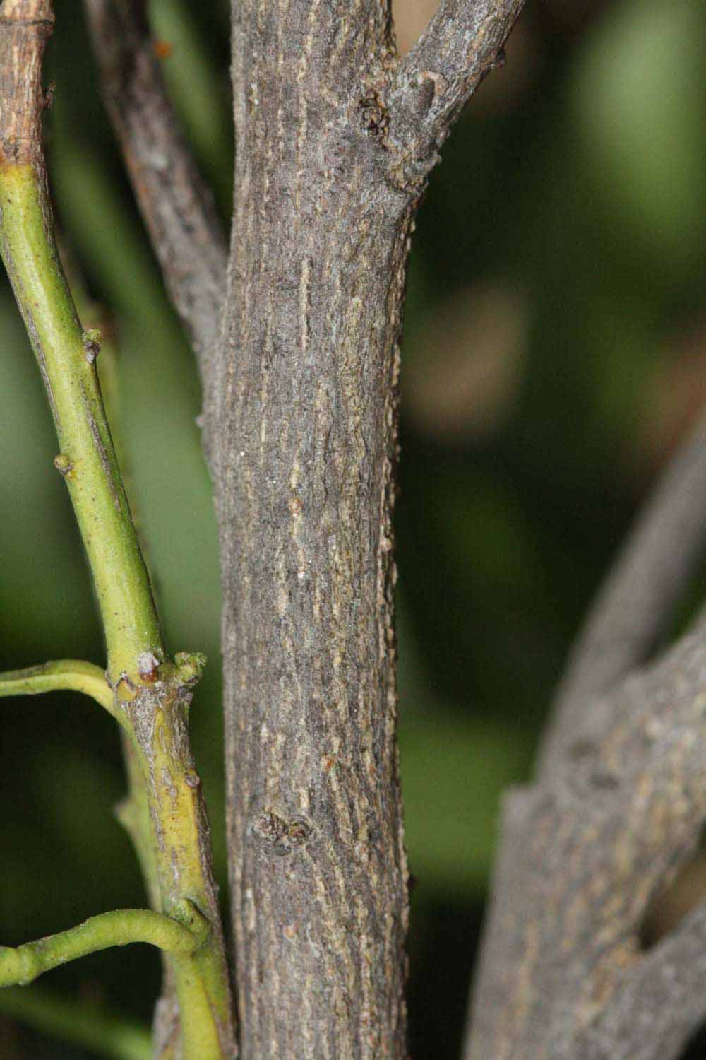              Second - third year twig (Riverside, CA)       